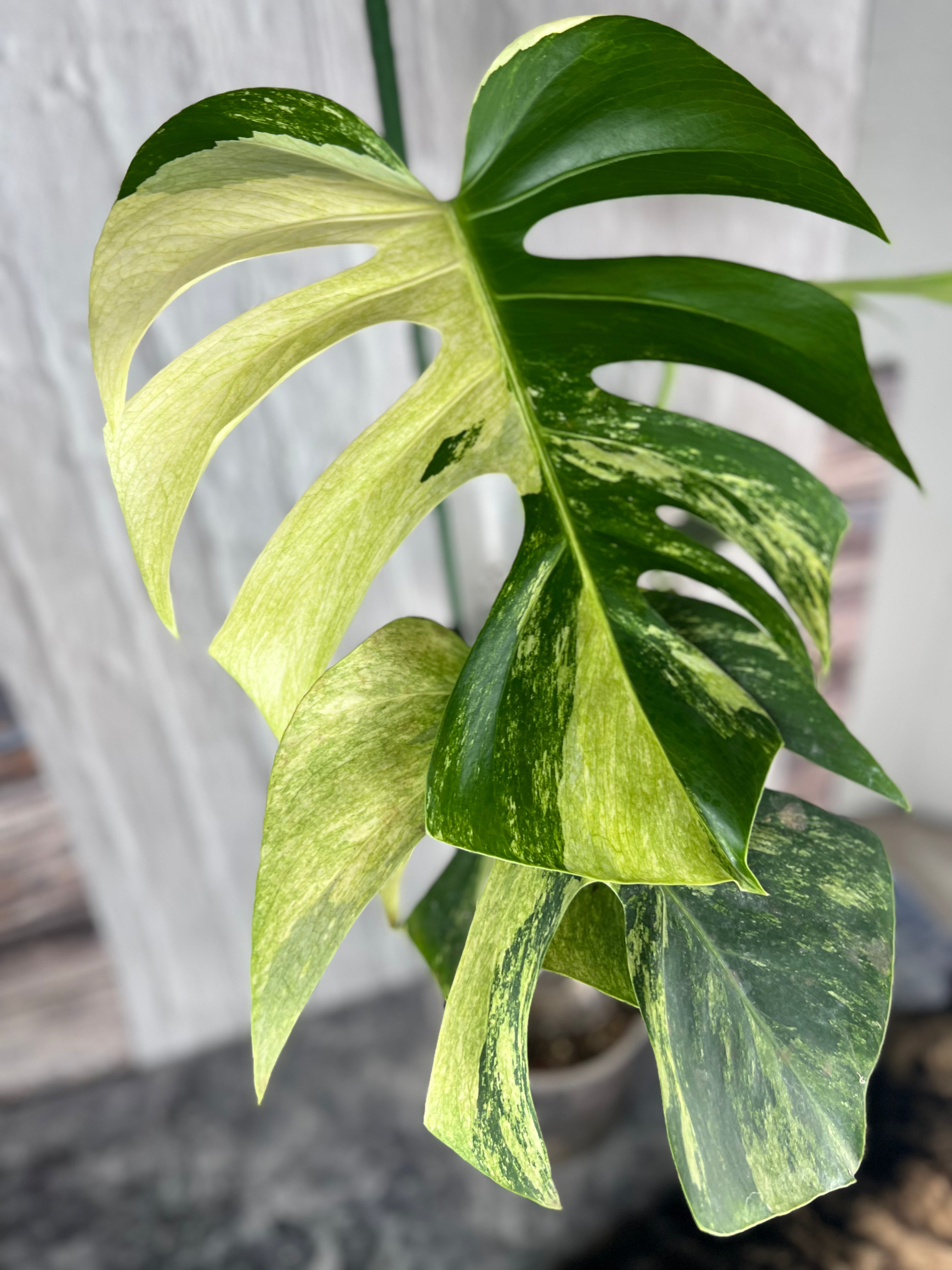 Monstera Deliciosa Mint – Zero's Plants