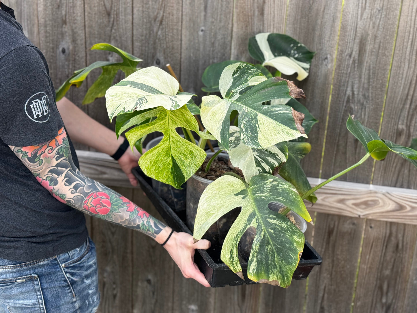 Variegated Monstera Deliciosa Mint