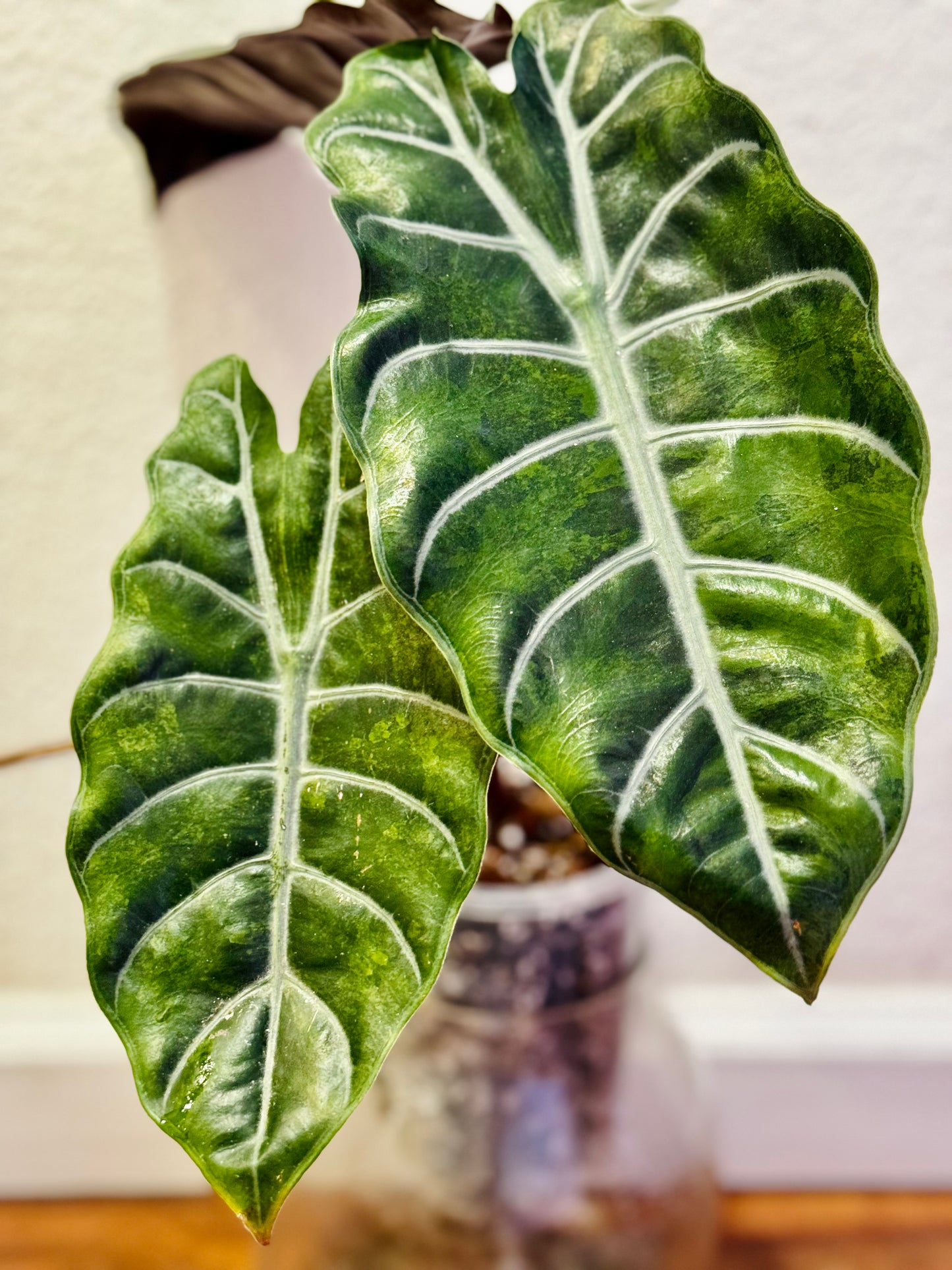 Variegated Alocasia Chantrieri Aurea