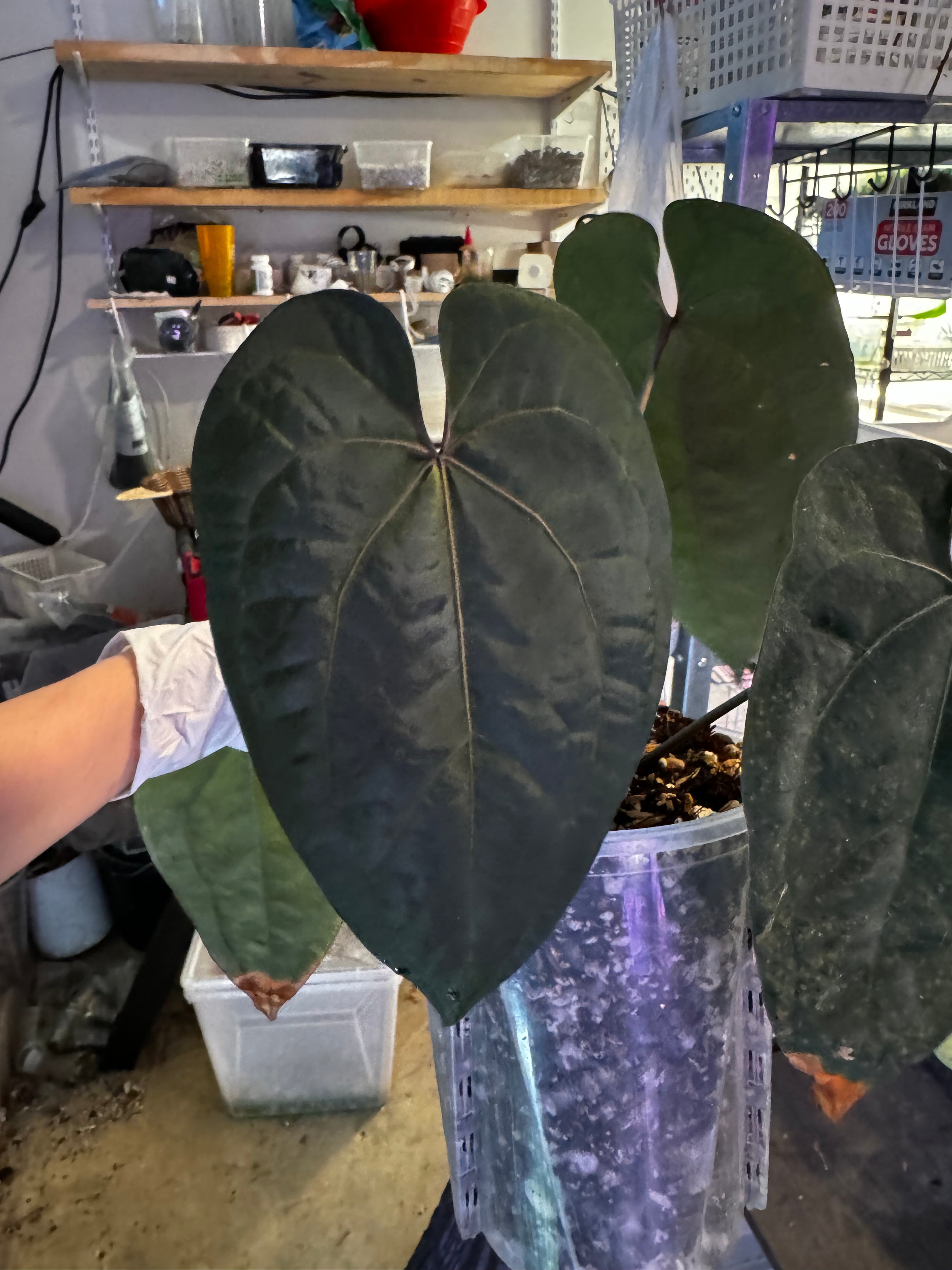 Anthurium Ace Of Spades hot dark form seeding dark Rare Velvet Aroid Plant Collector's plant USA SELLER!