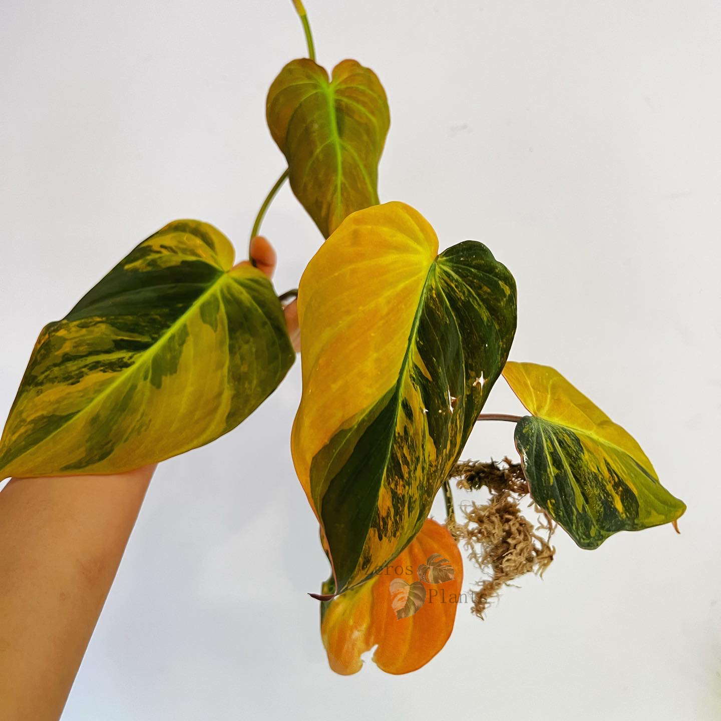 Variegated Philodendron Micans ‘Aurea’