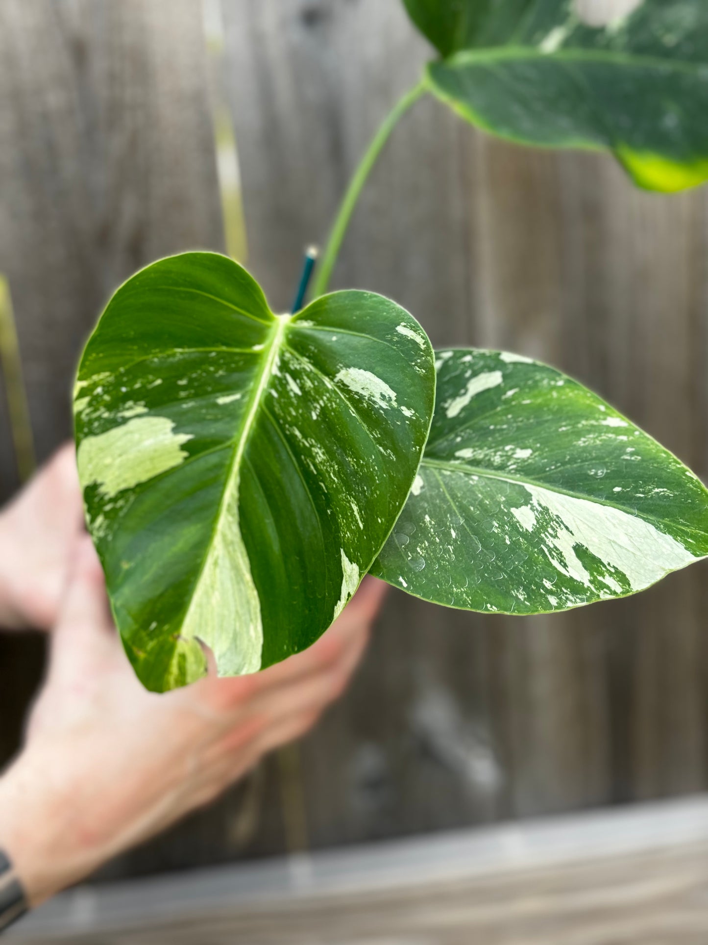 Variegated Monstera Deliciosa Mint