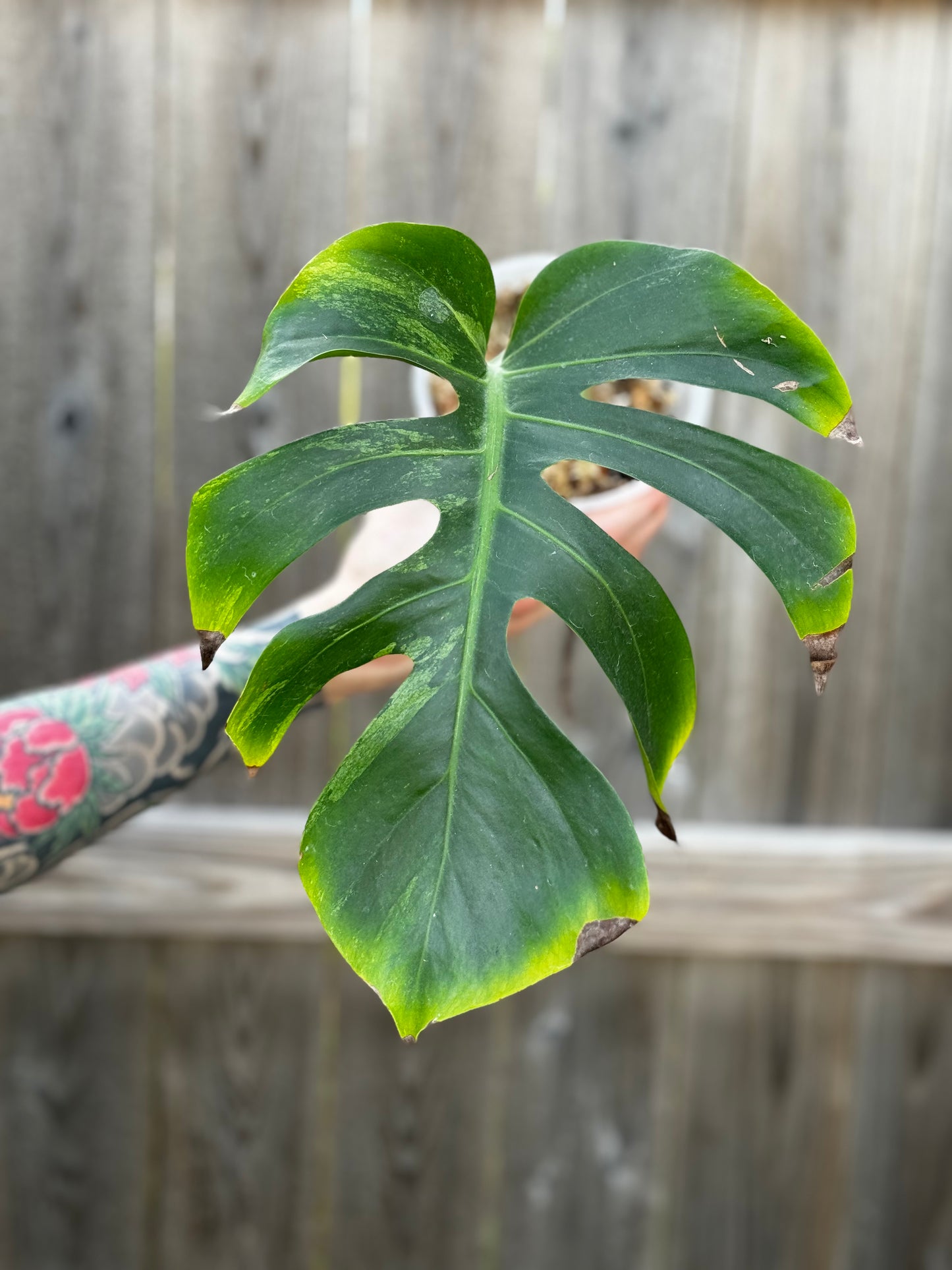 Variegated Monstera Deliciosa Mint