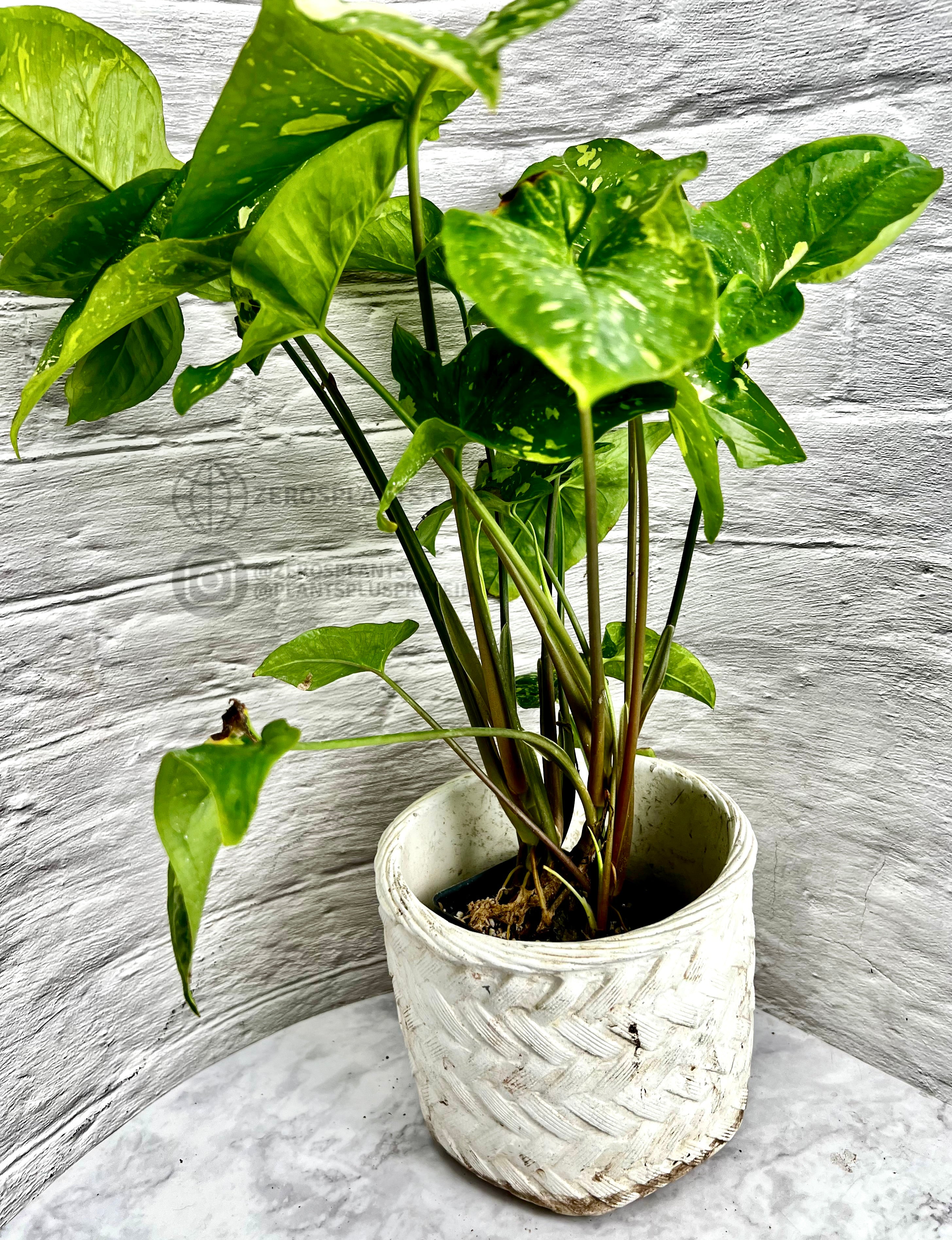 Outlet US Seller - Syngonium Panda