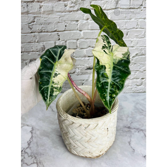 Variegated Alocasia Polly Albo/pink