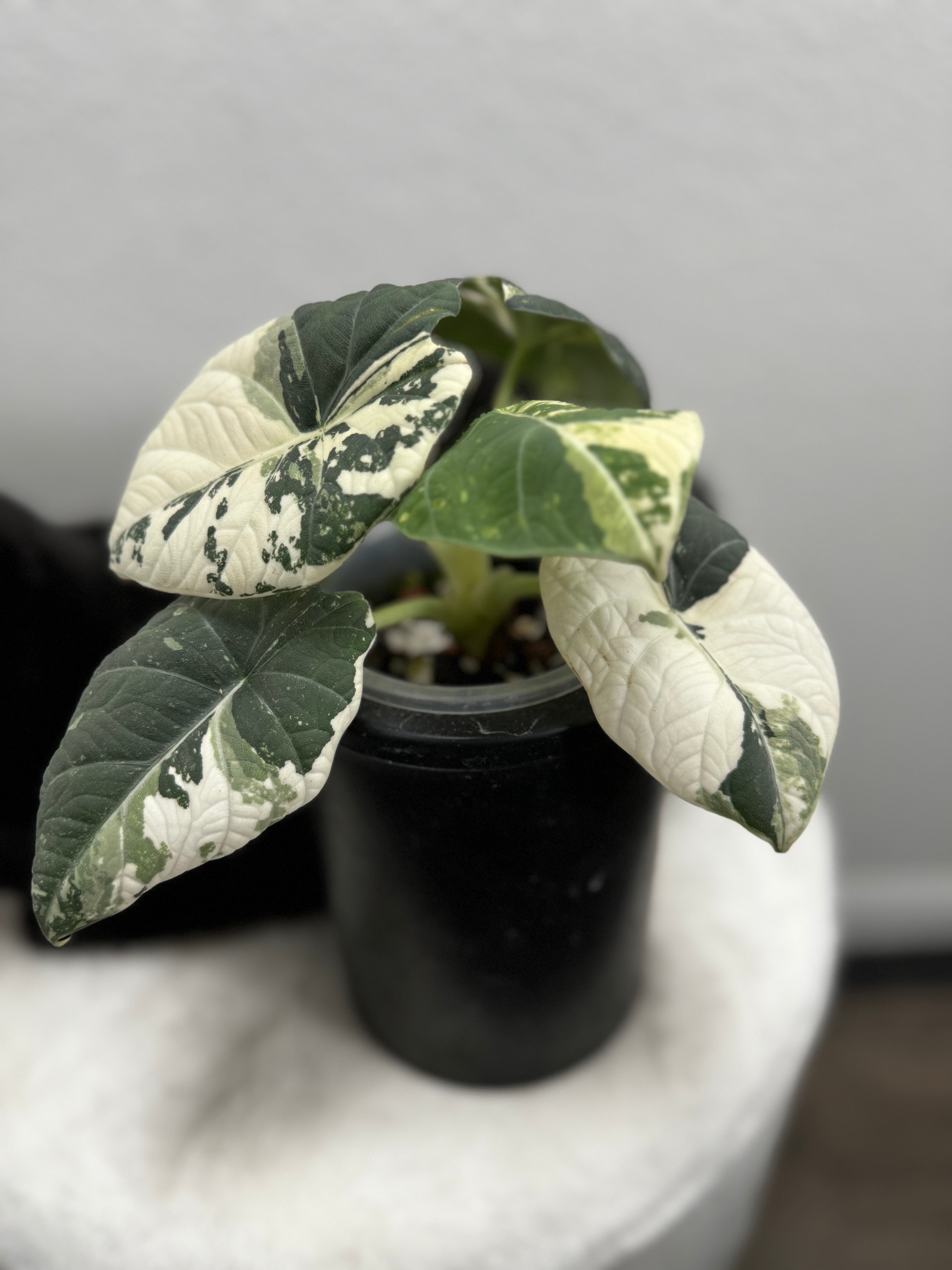 Variegated authentic Alocasia