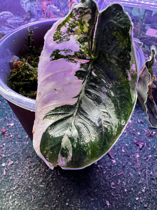 Variegated Alocasia Azlanii Albo/pink