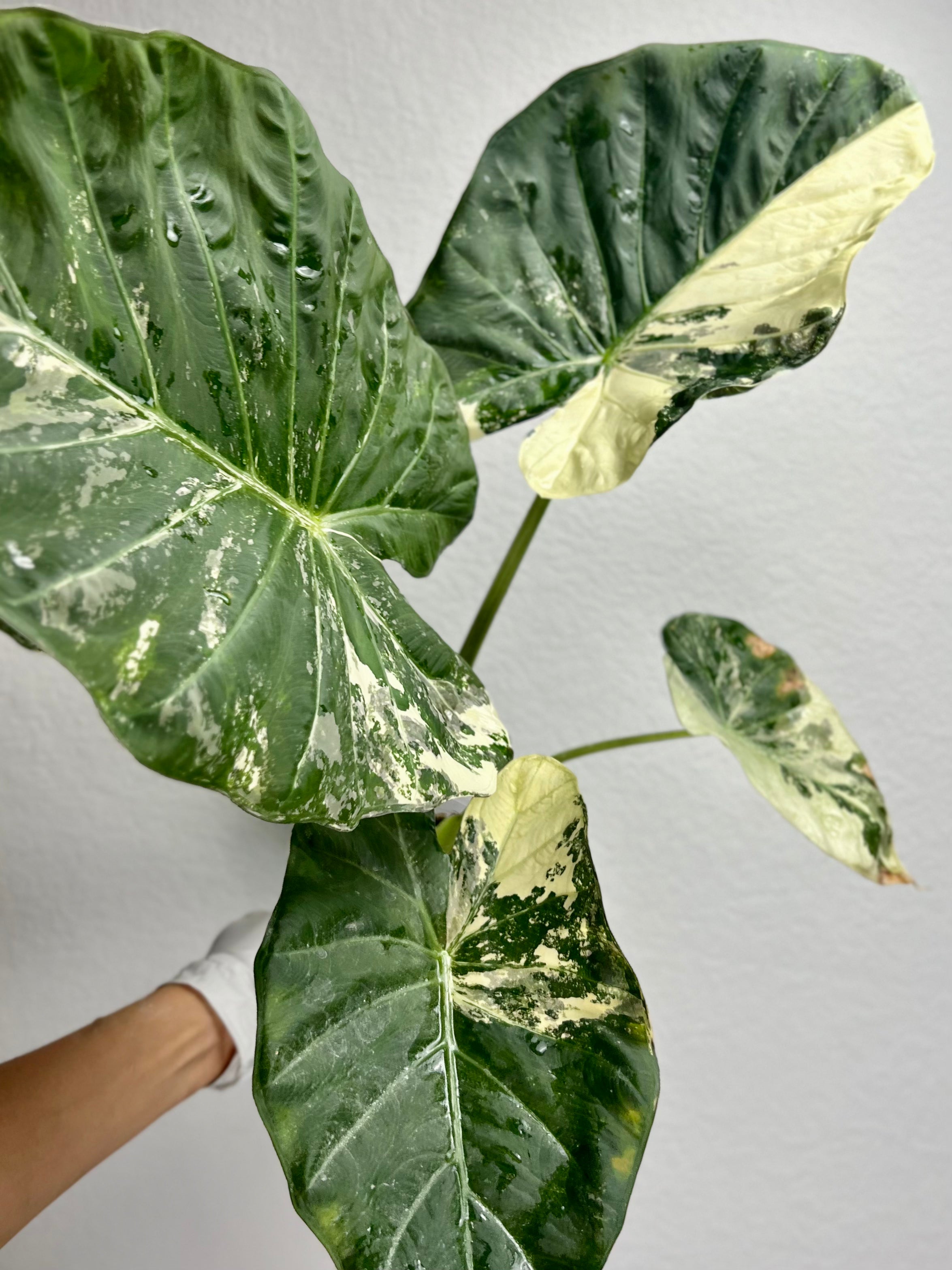 Albo Variegated Regal Shields – Zero’s Plants