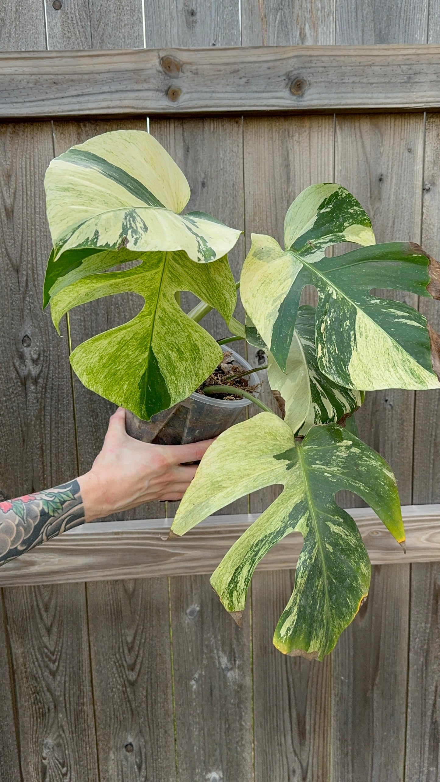 Variegated Monstera Deliciosa Mint