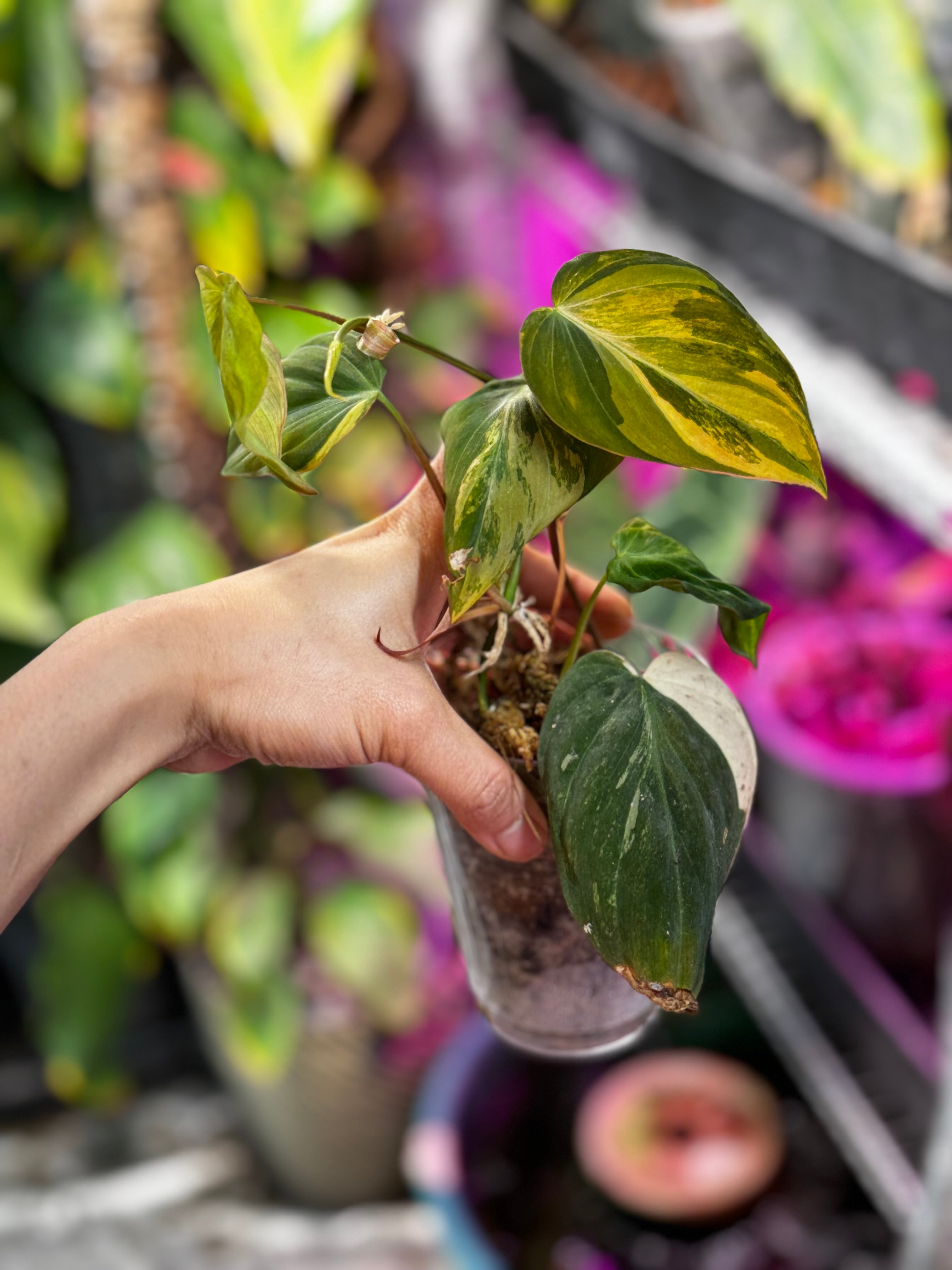 Variegated high quality Philodendron micans (Imperfect)