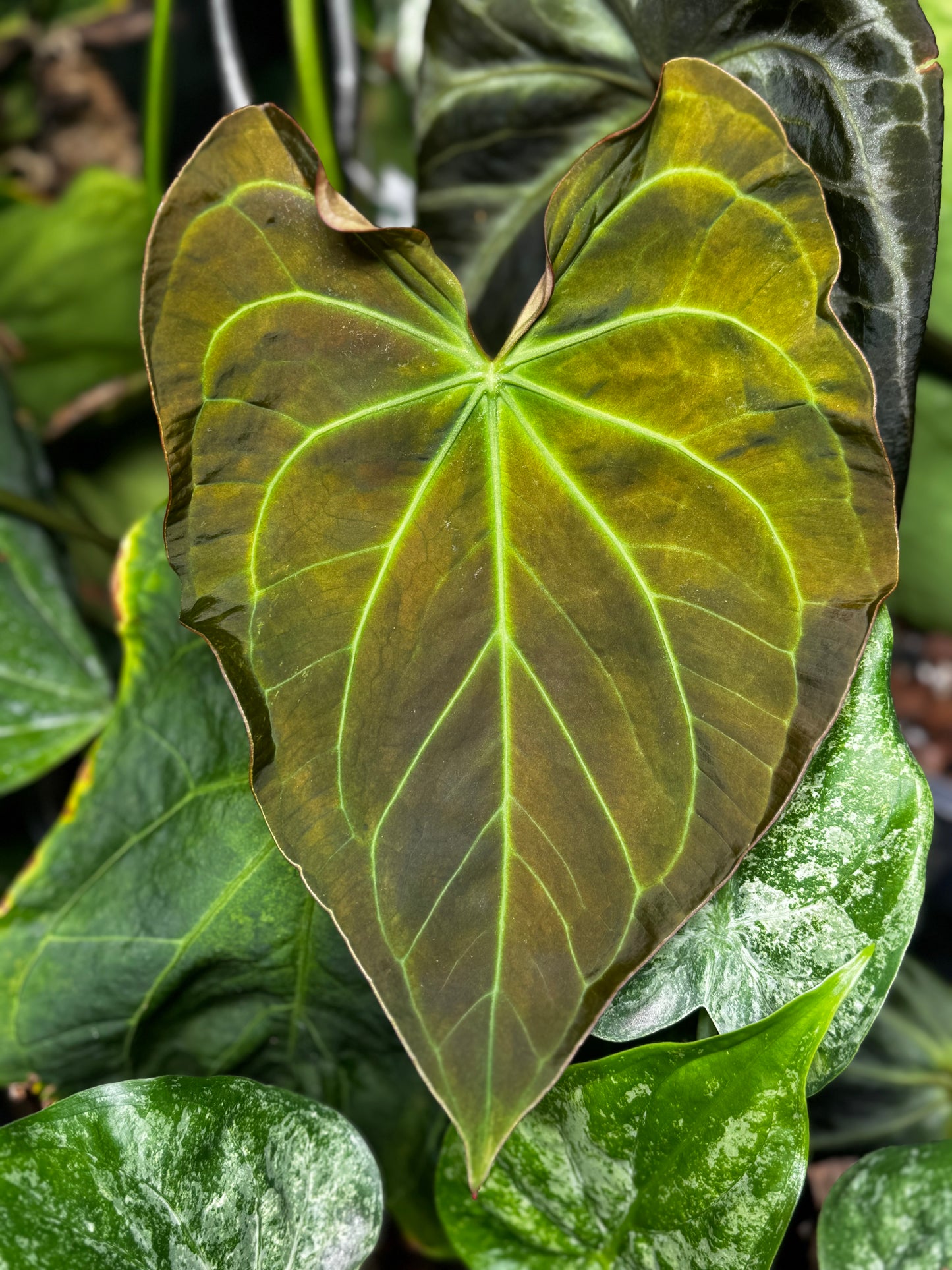 A. Variegated Papillilaminum X-One