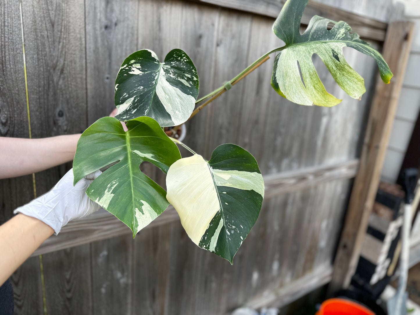 Variegated Monstera Deliciosa Mint