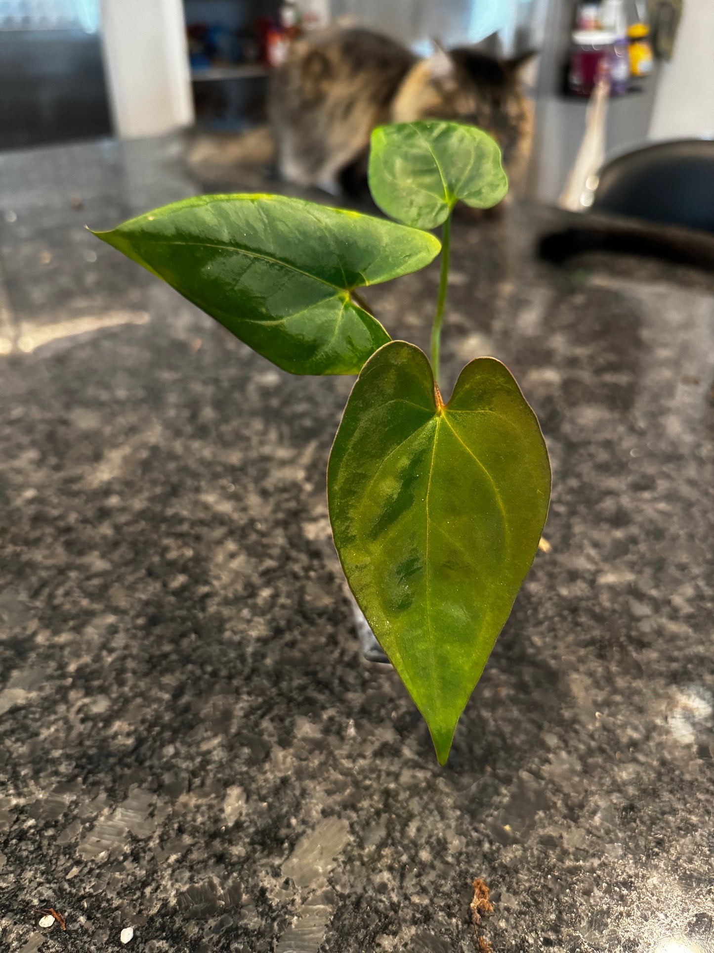 Anthurium Papillilaminum