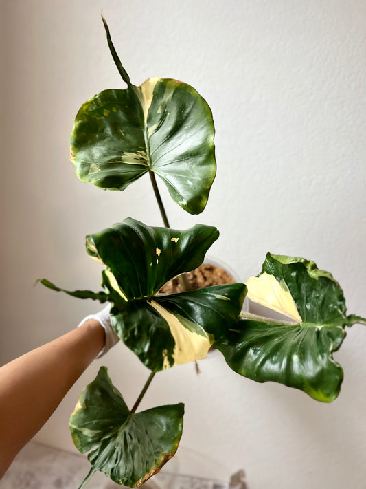 Variegated Alocasia Stingray Albo