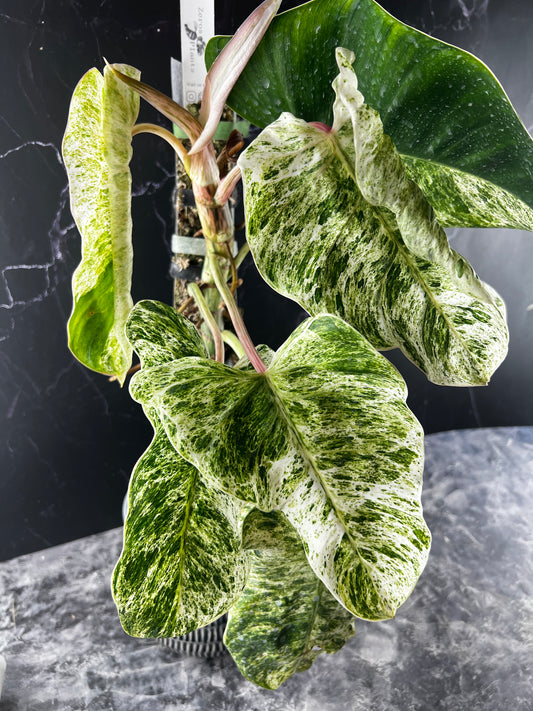 Philodendron Emerald Ice