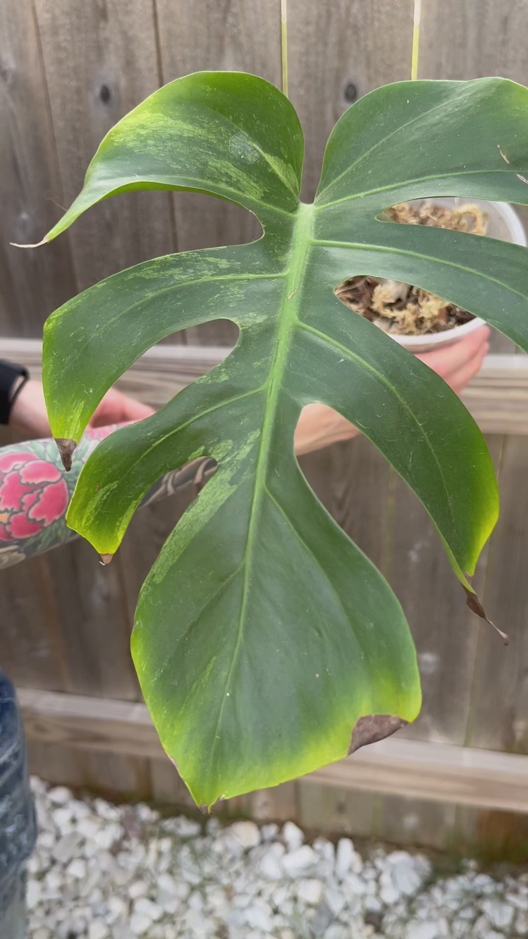 Variegated Monstera Deliciosa Mint – Zero's Plants