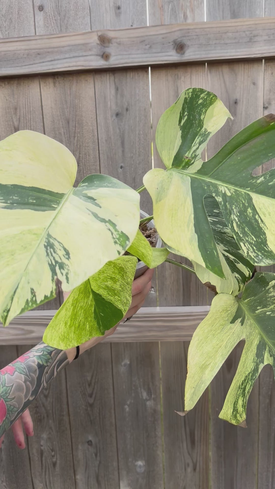 Variegated Monstera Deliciosa Mint – Zero's Plants