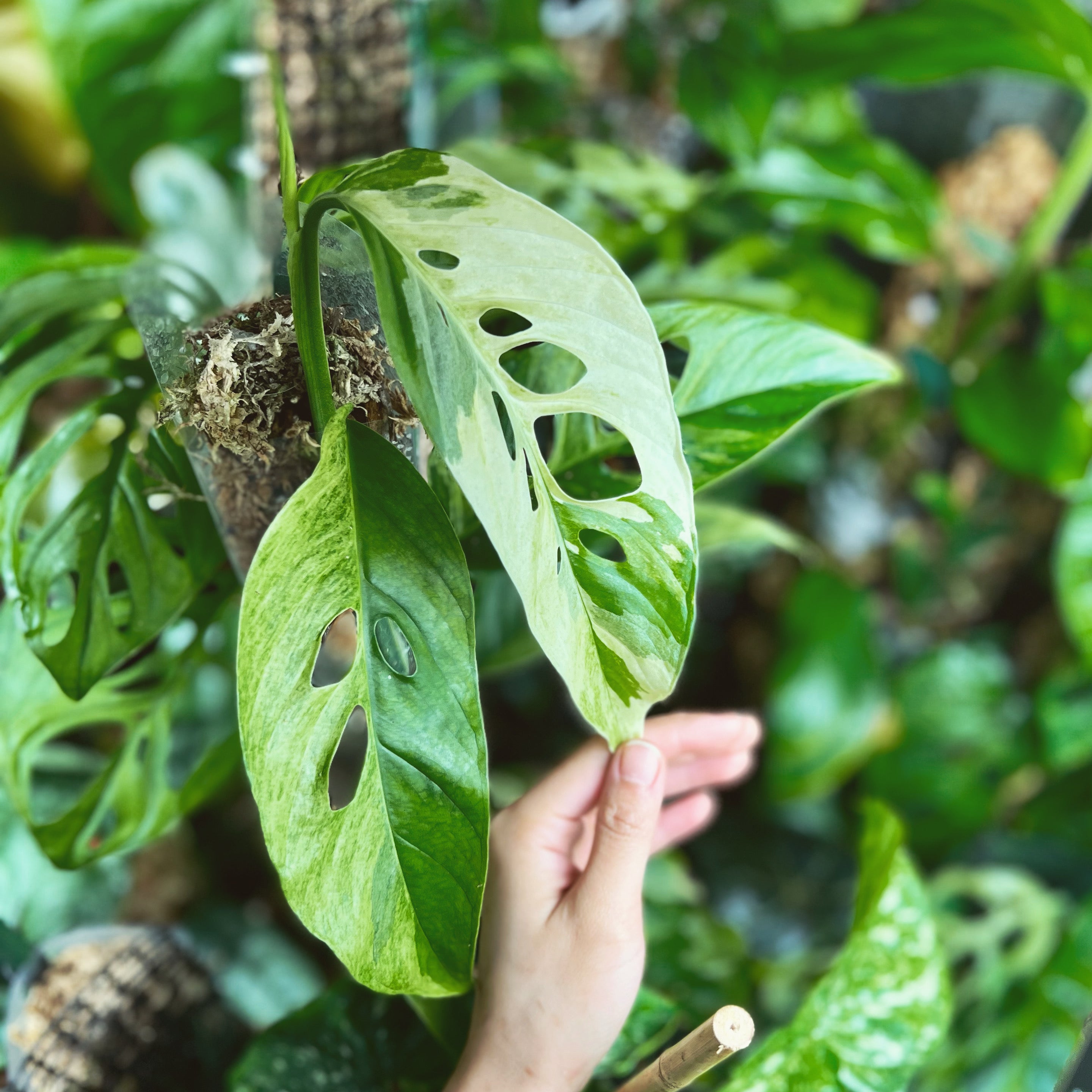 うちの親株にも穴が空いた(^^)ラニアタ斑入りMonstera adansonii var. laniata variegated  アンスリウムフィロデンドロン - 観葉植物