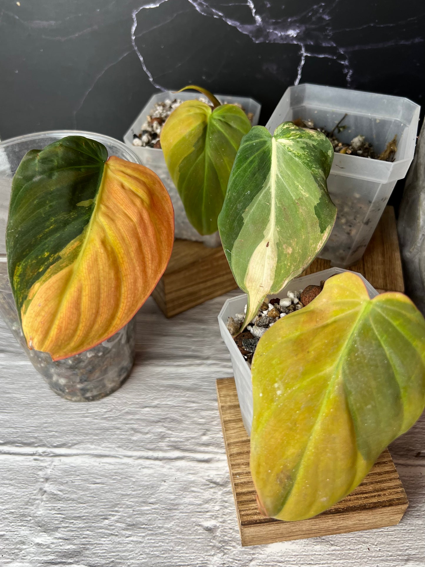 Variegated Philodendron Micans ‘Aurea’