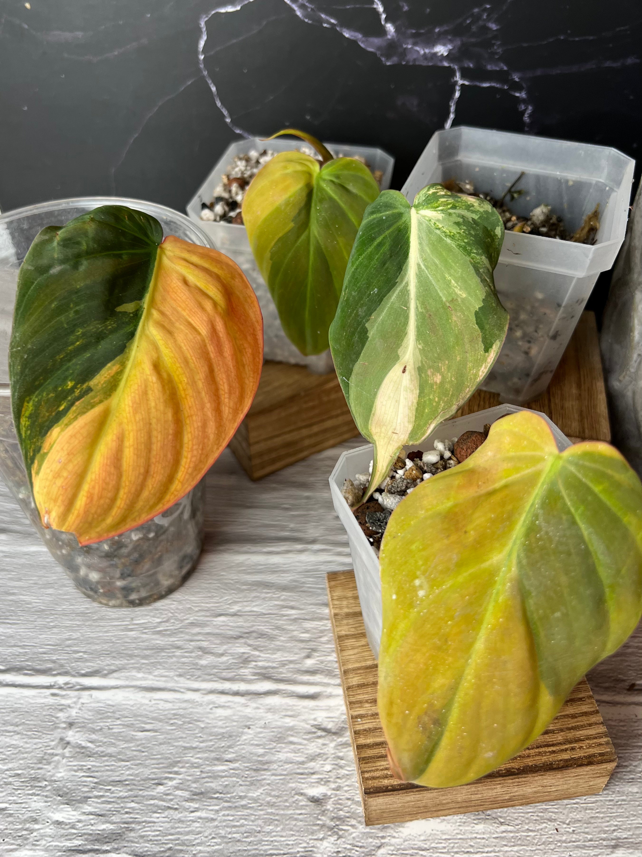 Variegated hotsell Philodendron micans (Imperfect)