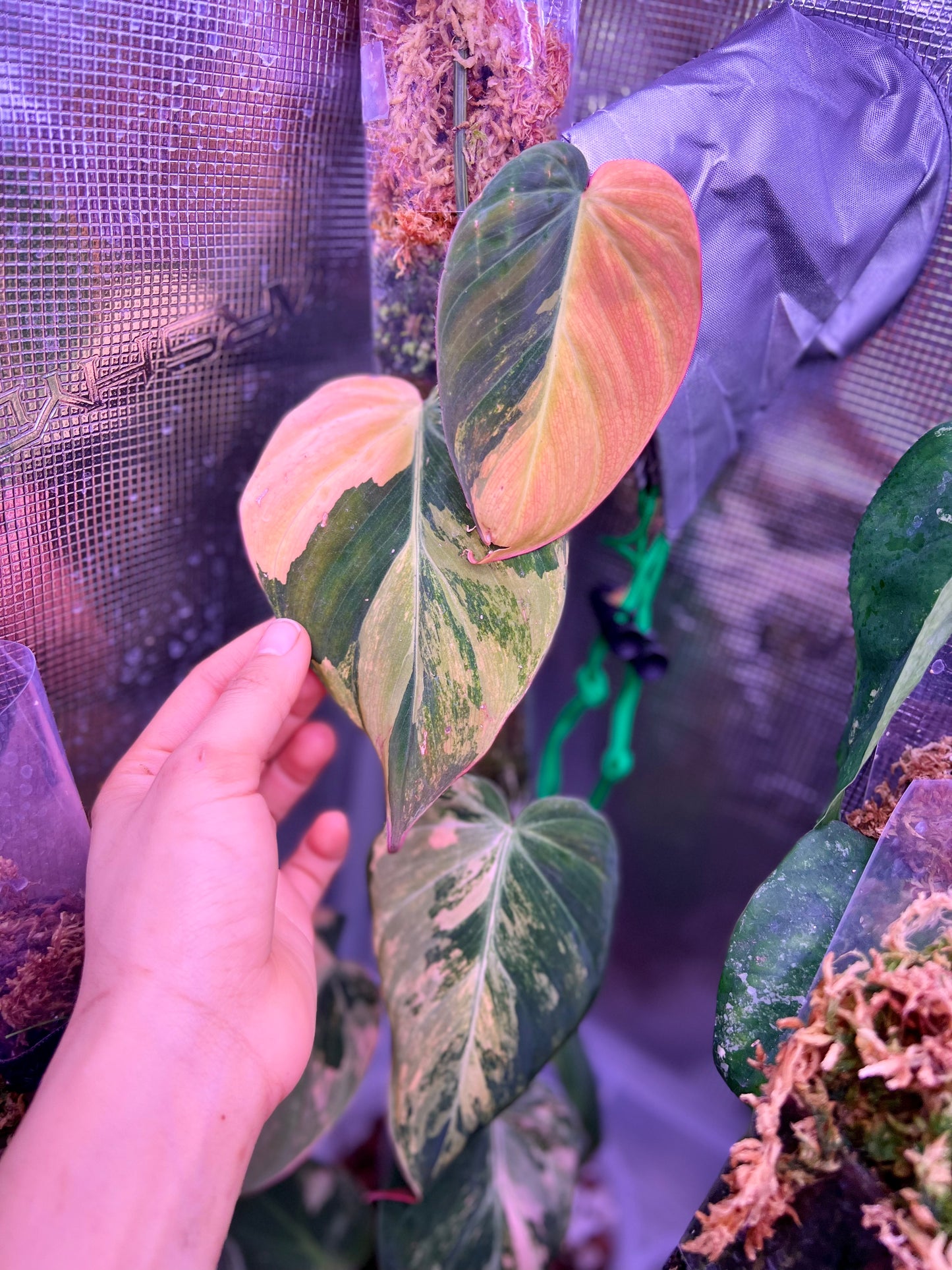 Variegated Philodendron Micans ‘Aurea’