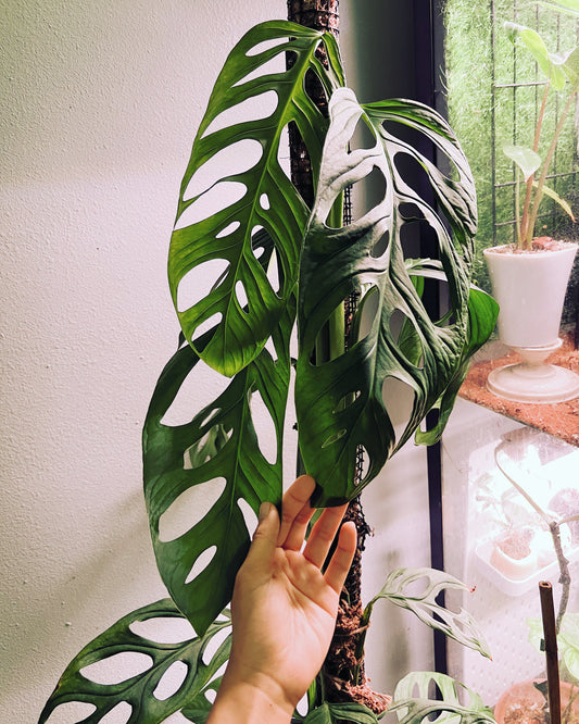 Monstera NOID