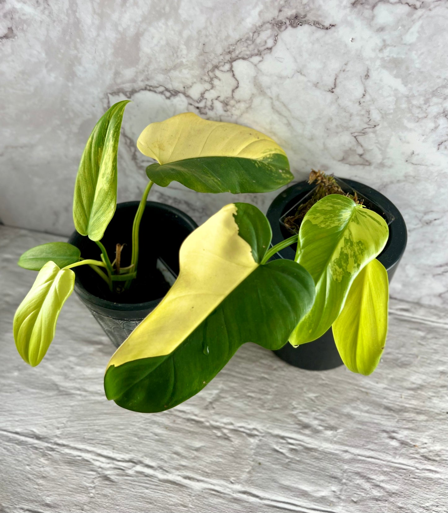 Variegated Philodendron Bipennifolium