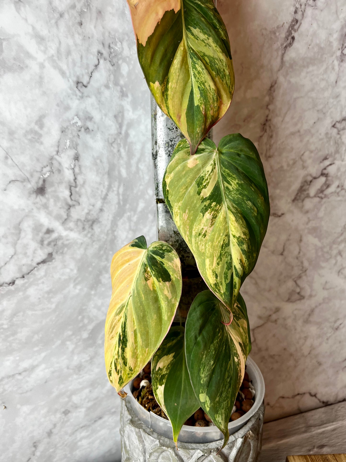 Variegated Philodendron Micans ‘Aurea’