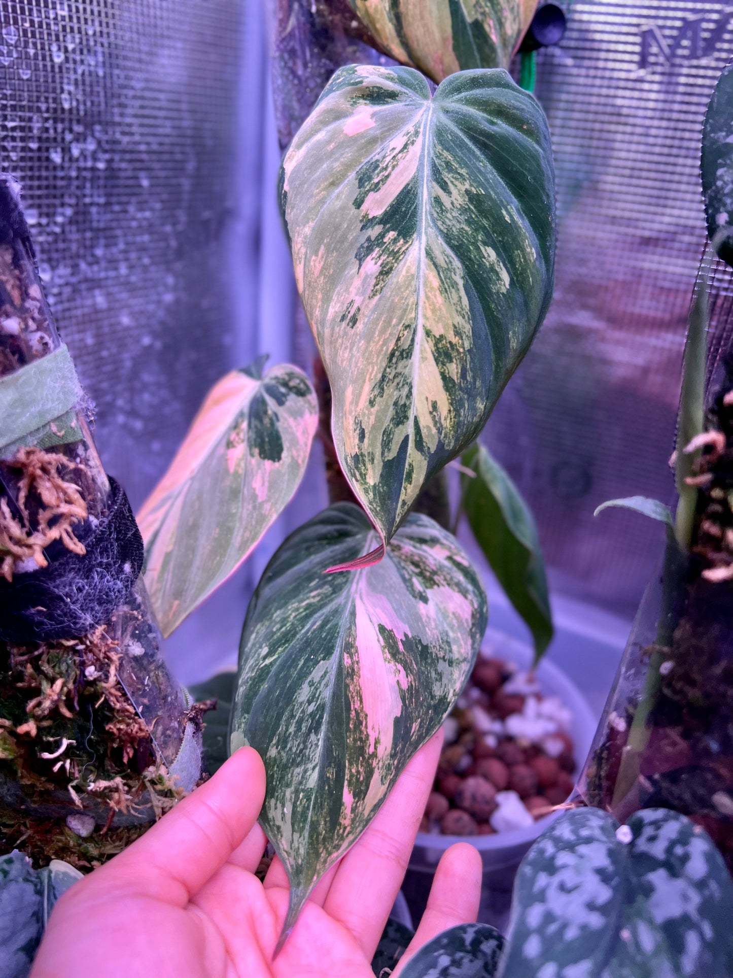 Variegated Philodendron Micans ‘Aurea’